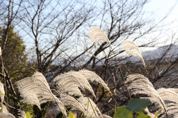 Japanese pampas grass shining in backlight