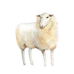 White sheep. Handpainted watercolor illustration isolated on a white background.