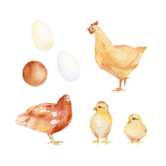 Chickens, hens, and eggs. Handpainted watercolor illustration isolated on a white background.