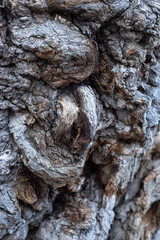 An abstract texture tree bark