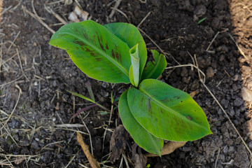 Green  banana field in India