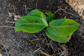Green  banana field in India