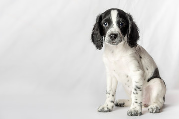 Beautiful puppy of a dog of a black-and-white color of a hunting breed "Russian Spaniel", studio portrait on a white background