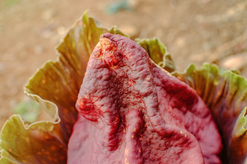 The species Amorphophallus titanum, 'corpse flower' or titan arum, is the world's largest...