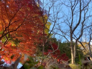紅葉赤黄色枯れき