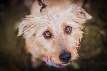 Close up portrait of sad beige mongrel dog looking up. Reflection in his brown eyes. Dark blurry background.