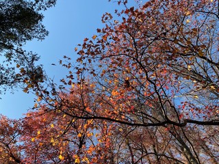 紅葉赤空