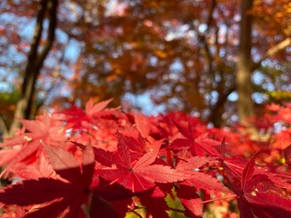 紅葉赤葉