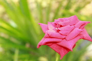 Passionate beautiful Single red rose isolated on nature background.