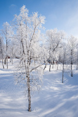 beautiful sunny winter day in sweden