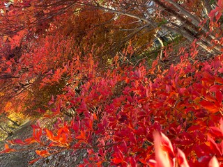 赤紅葉一面
