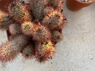 サボテン赤トゲトゲ