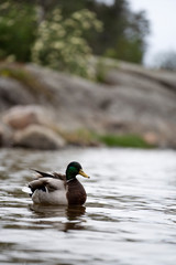 Fototapeta premium A proud duck floating among rock faces, trees, boats and piers