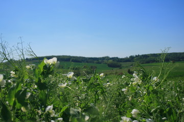 Le calme à la campagne