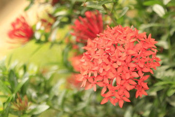Fototapeta premium Macro shot of a bouquet of red or orange Ixora flower with green leaf blossom in the garden.