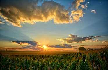 Deurstickers Iowa Corn Fields © Duane
