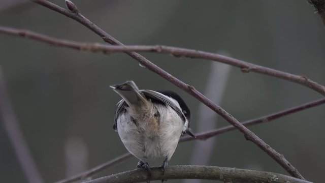 Bird Willow Tit (Poecile montanus, Parus montanus,  Parus montana). Willow Tit pecks a seed while sitting on a tree branch, very close up