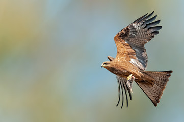 Black kite flying with a mice kill in its claws