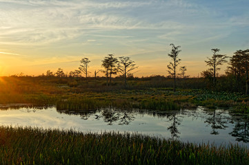 bird perched in a tree at sunset in the Florida Swamp