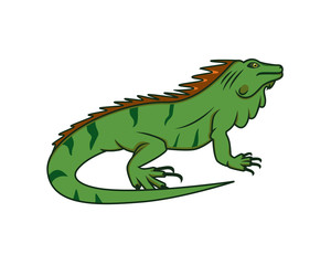 Detailed Crawling Iguana the Reptile Animal Illustration
