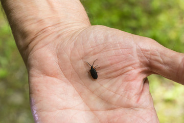 Lucidota atra, Black Firefly, in hand
