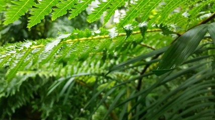 green fern leaves, pattern
