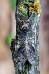 Fototapeta premium Tritopha notodonta, rests camouflaged on the branch of a tree. Leon, Spain