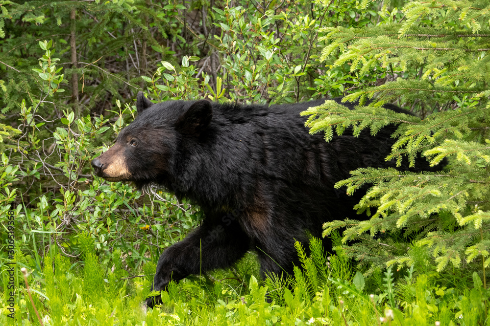 Wall mural small black bear coming out of woods 