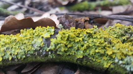 moss on tree