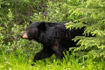 Keuken spatwand met foto small black bear coming out of woods  © Tammi Mild