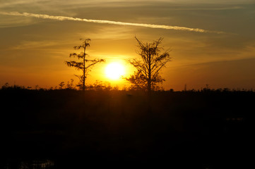 bird perched in a tree at sunset in the Florida Swamp