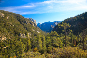 Coniferous trees  and mountains as background in Yosemite National Park