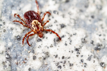 Female American Dog Tick, Dermacentor variabilis