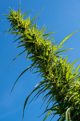 Hemp green plant branch with buds blooming. Cannabis close-up. Alternative medicine.
