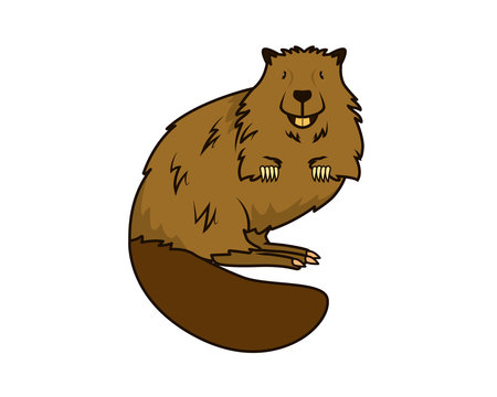 Detailed Beaver with Standing Gesture Illustration
