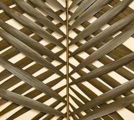Palm tree leaf on background.