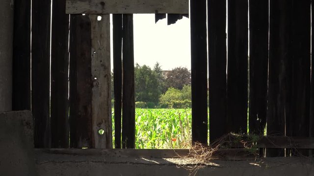 old agriculture farm house in Italy, rustic old metal tools and old wooden house covered by ivy