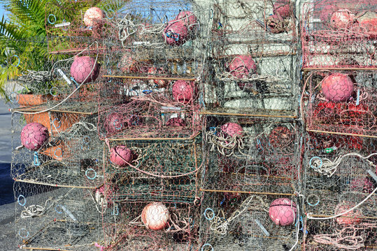 Crab Traps In Florida