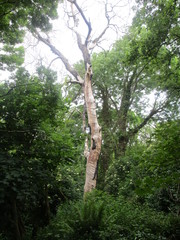 Fototapeta premium tree in forest