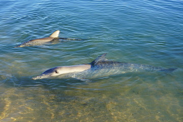 Naklejka premium Two wild dolphins in the water in Shark Bay, Australia