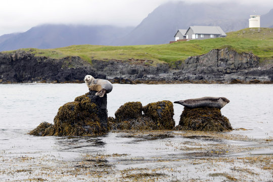 Wild seals on the rocks in the Iceland nature. Ytri Tunga beach on Iceland is famous for seal colony. 