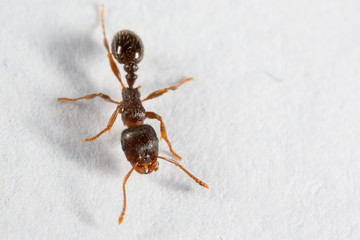 Pavement Ant, Tetramorium species-e, worker