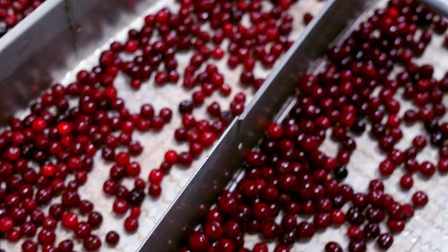 Ripe cherries on a conveyor. Fresh wet berries moving on the conveyor belt in the factory. Special metal equipment divides red fruits. Close-up.