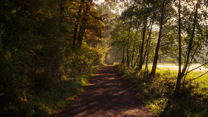 path in the forest