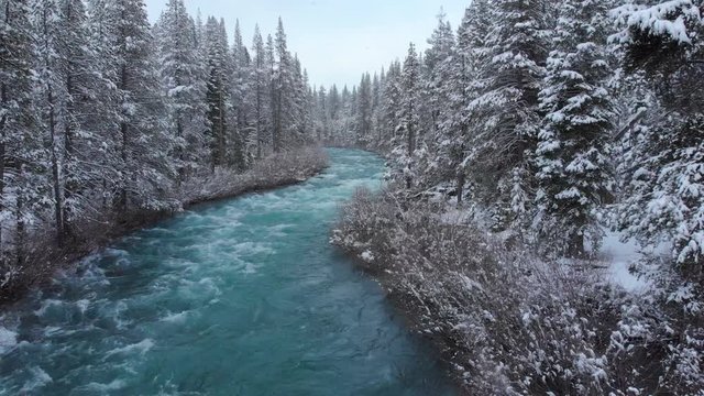 AERIAL: Emerald colored river rushes through the vast coniferous forest on a snowy day in California. Beautiful view of whitewater rapids and the untouched American wilderness in the freezing winter.
