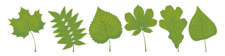 Set of green leaves of maple, rowan, linden, chestnut, oak and birch on a white background. Vector.