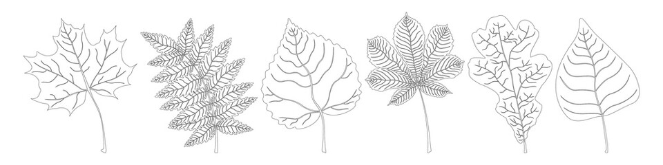 Fototapeta na wymiar Set for coloring from black and white leaves of maple, mountain ash, linden, chestnut, oak and birch. Vector.