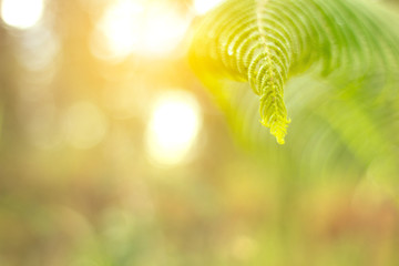 Closeup nature view of green leaf on blurred greenery background in garden with copy space using as background natural green plants landscape, ecology, fresh wallpaper concept, slective focus .