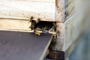 Eingang eines Bienenstocks mit ausfliegenden Honigbienen