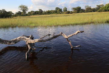 great blue heron in swamp